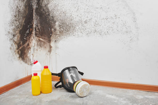 Best Affordable Mold Removal  in Abernathy, TX