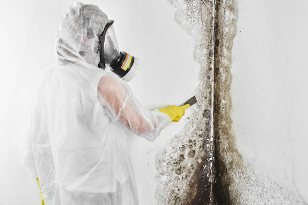 Best Certified Mold Removal  in Abernathy, TX