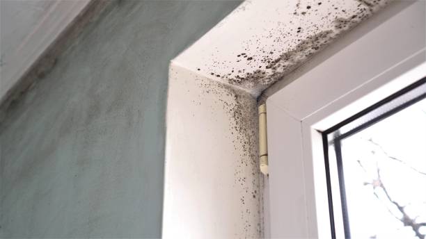 Best Same-Day Mold Removal  in Abernathy, TX