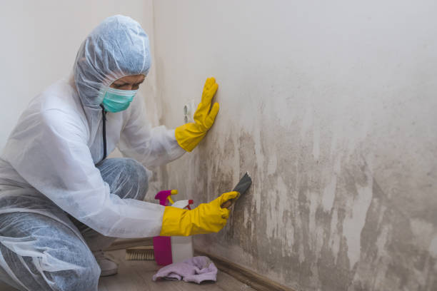 Certified Mold Removal in Abernathy, TX