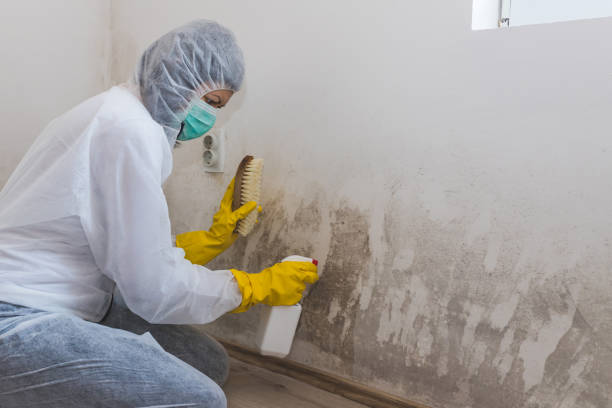 Best Mold Removal Near Me  in Abernathy, TX