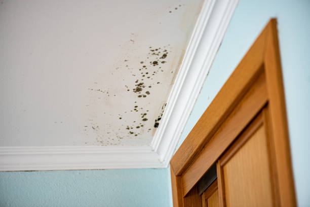 Best Commercial Mold Removal  in Abernathy, TX