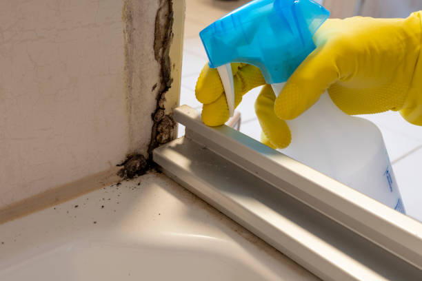 Best Same-Day Mold Removal  in Abernathy, TX