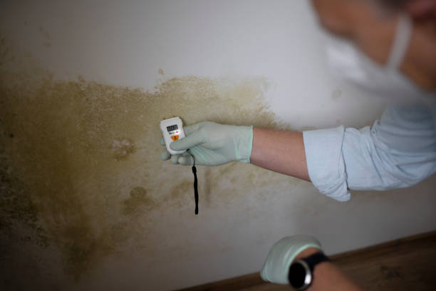 Best Emergency Mold Removal  in Abernathy, TX