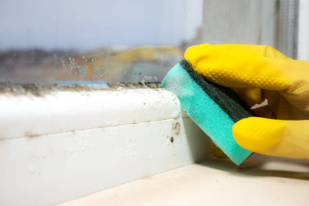 Best Home Mold Removal  in Abernathy, TX