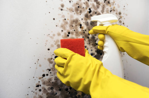 Best Attic Mold Removal  in Abernathy, TX