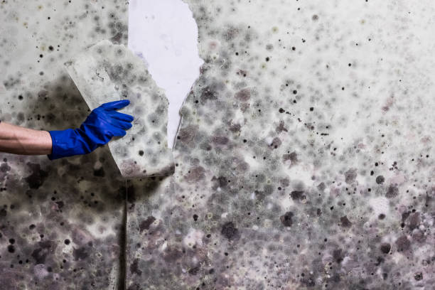 Best Emergency Mold Removal  in Abernathy, TX